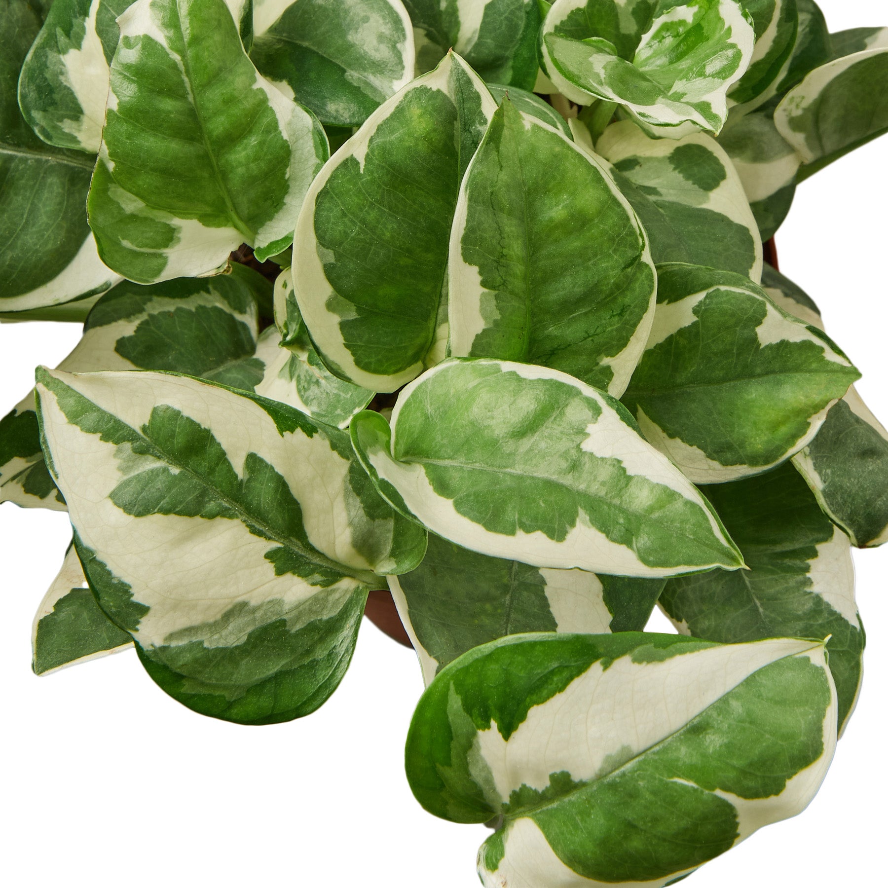 Variegated green and white leaves on a white background