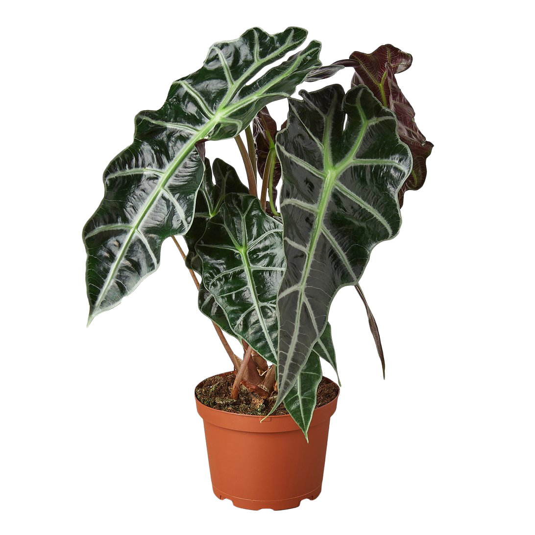 Potted plant with large dark green leaves on a white background