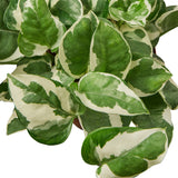 Variegated green and white leaves on a white background