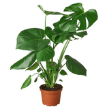 Potted green plant on a white background