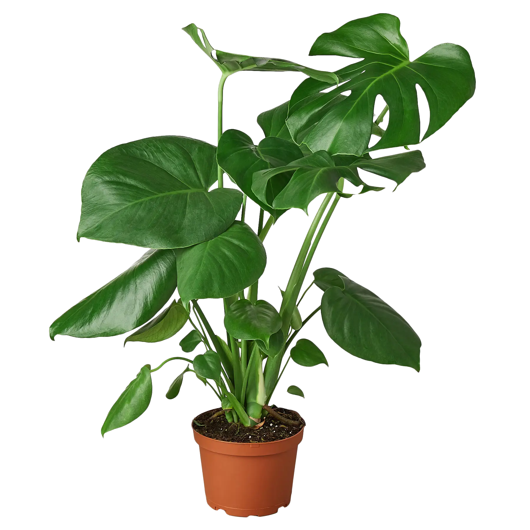 Potted green plant on a white background