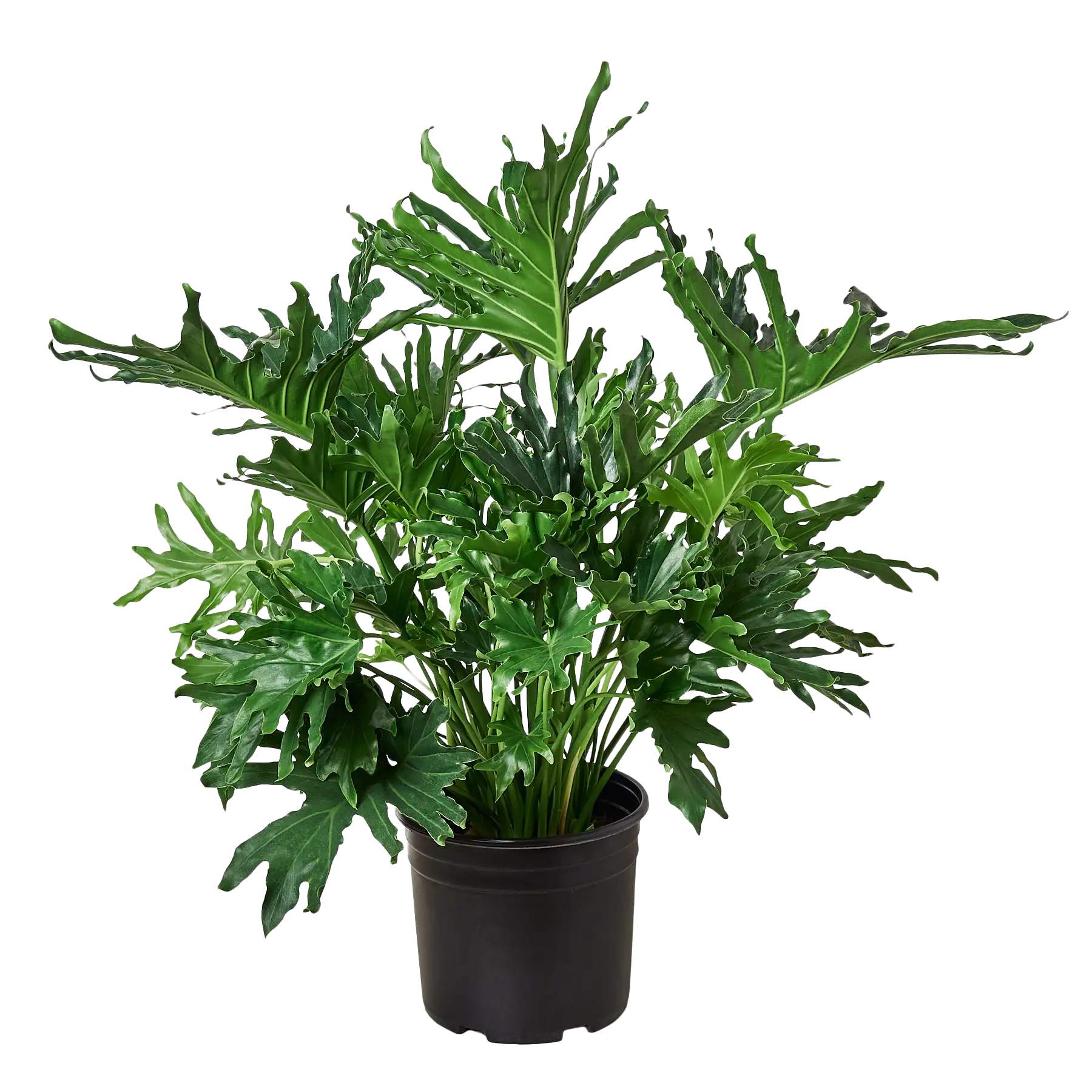 Potted green plant on a white background