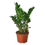 Potted plant with green leaves on a white background