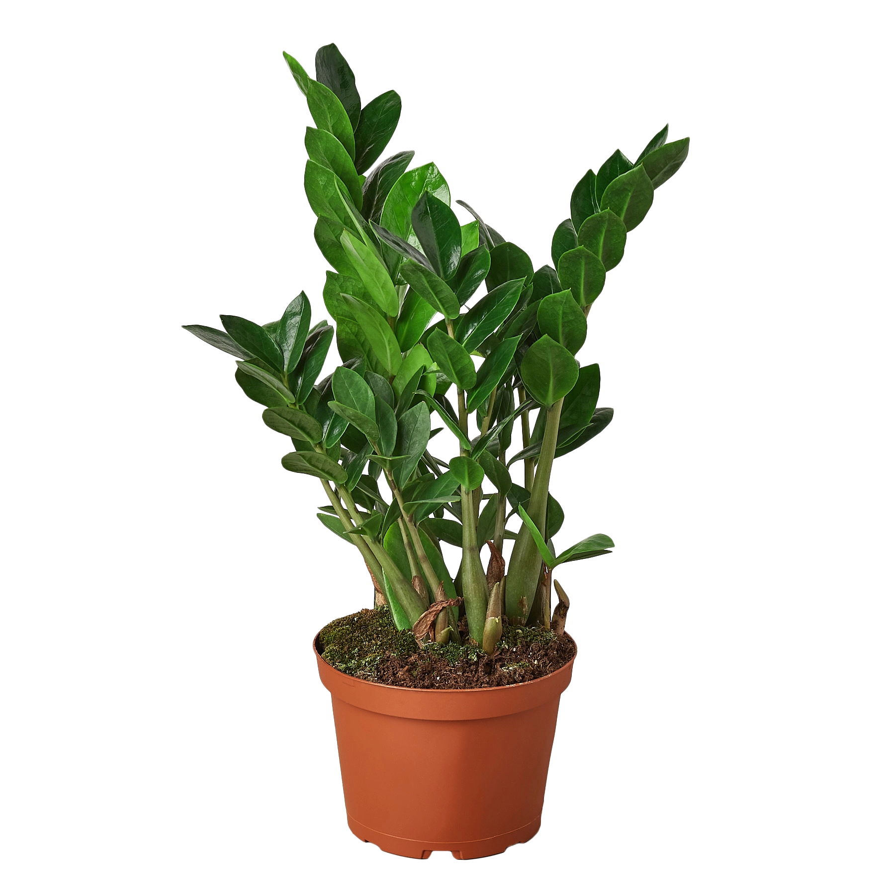 Potted plant with green leaves on a white background